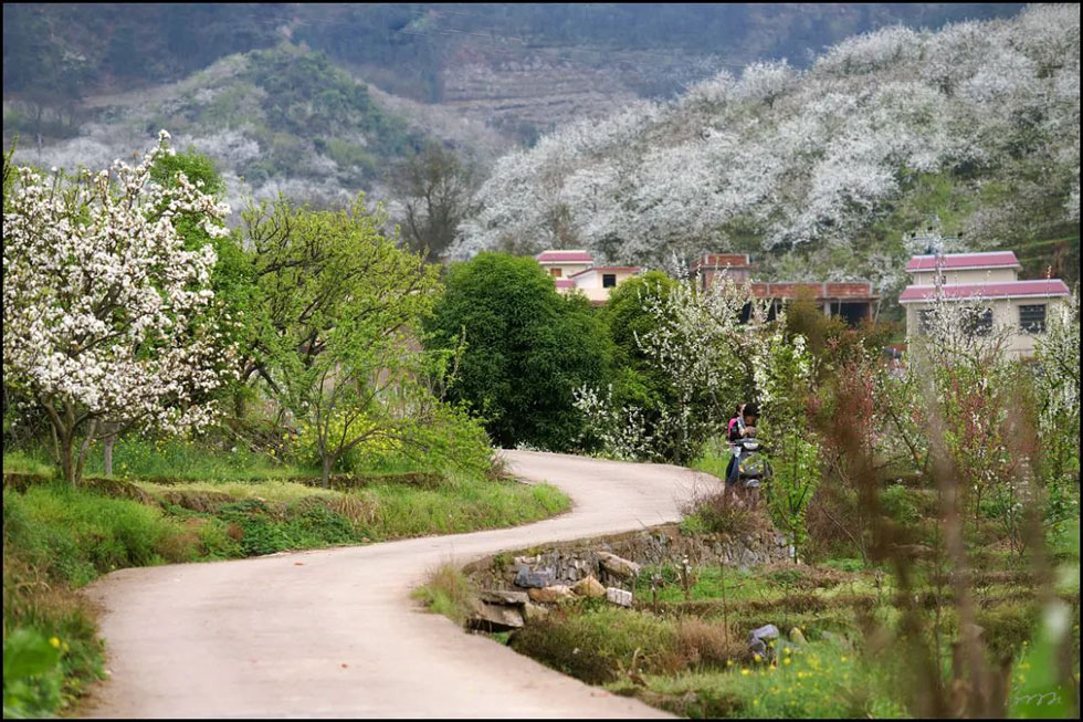 【春天,广西桂林灌阳县向您发出邀请!】我们在灌阳看梨花 - 游山玩水 - 天水生活社区 - 天水28生活网 tianshui.28life.com