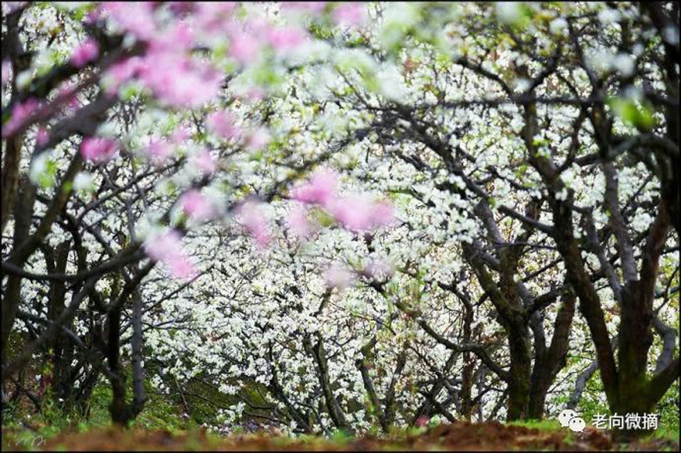 【春天,广西桂林灌阳县向您发出邀请!】我们在灌阳看梨花 - 游山玩水 - 天水生活社区 - 天水28生活网 tianshui.28life.com