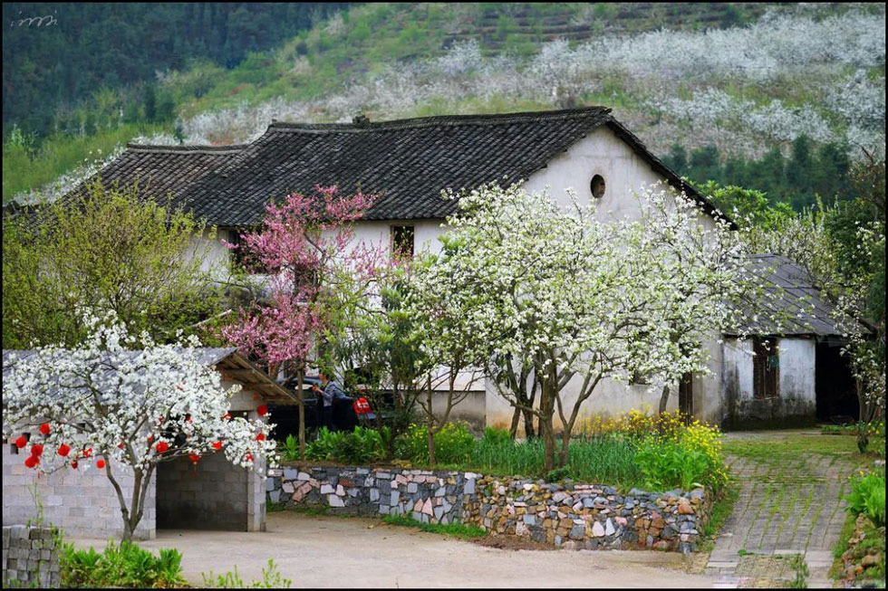 【春天,广西桂林灌阳县向您发出邀请!】我们在灌阳看梨花 - 游山玩水 - 天水生活社区 - 天水28生活网 tianshui.28life.com