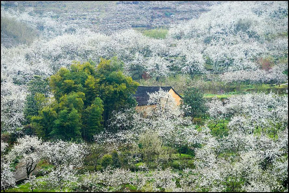 【春天,广西桂林灌阳县向您发出邀请!】我们在灌阳看梨花 - 游山玩水 - 天水生活社区 - 天水28生活网 tianshui.28life.com