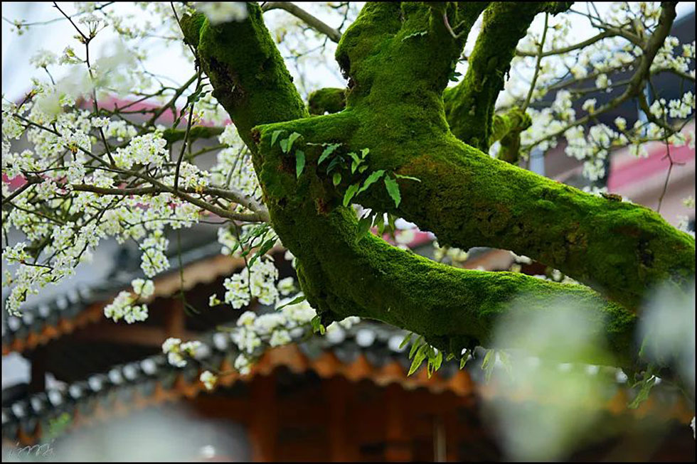 【春天,广西桂林灌阳县向您发出邀请!】我们在灌阳看梨花 - 游山玩水 - 天水生活社区 - 天水28生活网 tianshui.28life.com