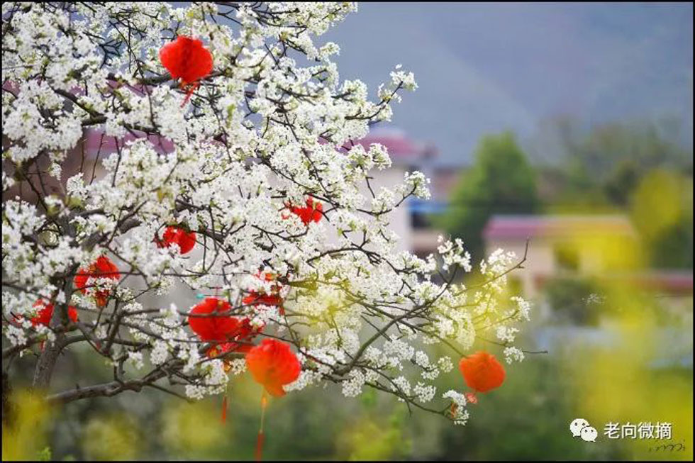 【春天,广西桂林灌阳县向您发出邀请!】我们在灌阳看梨花 - 游山玩水 - 天水生活社区 - 天水28生活网 tianshui.28life.com