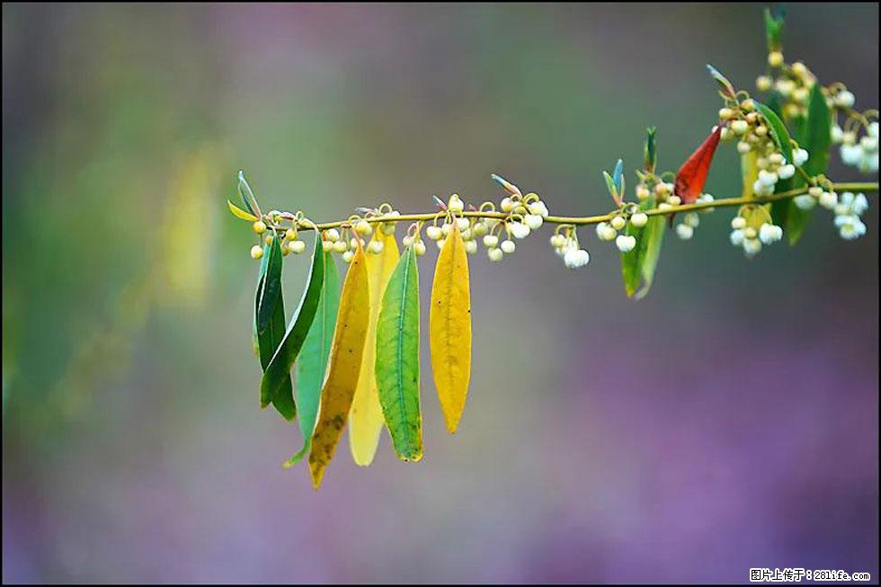 【春天，广西桂林灌阳县向您发出邀请！】米珠山前有片山苍子花在飘香 - 游山玩水 - 天水生活社区 - 天水28生活网 tianshui.28life.com