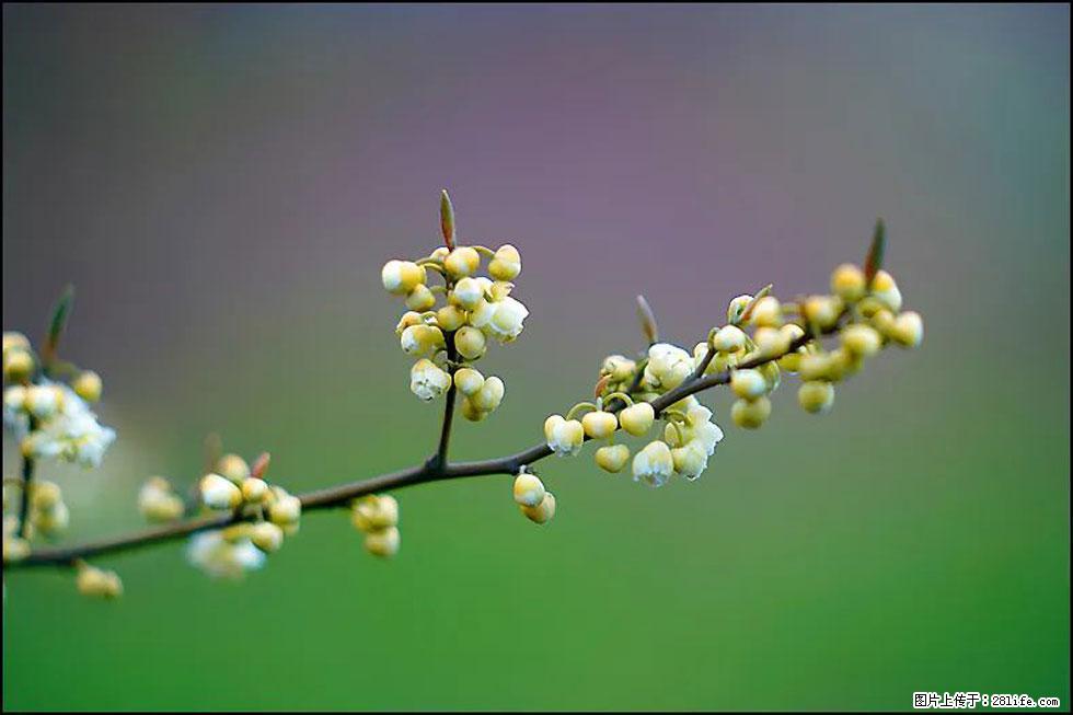 【春天，广西桂林灌阳县向您发出邀请！】米珠山前有片山苍子花在飘香 - 游山玩水 - 天水生活社区 - 天水28生活网 tianshui.28life.com