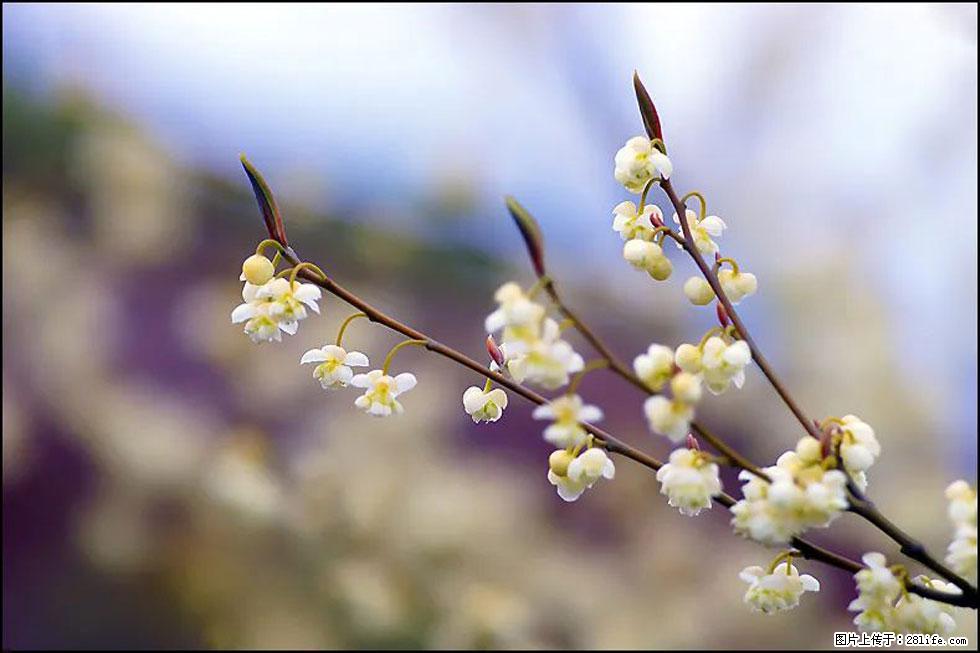 【春天，广西桂林灌阳县向您发出邀请！】米珠山前有片山苍子花在飘香 - 游山玩水 - 天水生活社区 - 天水28生活网 tianshui.28life.com