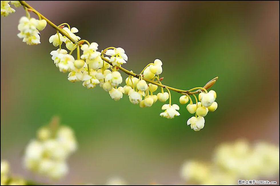 【春天，广西桂林灌阳县向您发出邀请！】米珠山前有片山苍子花在飘香 - 游山玩水 - 天水生活社区 - 天水28生活网 tianshui.28life.com