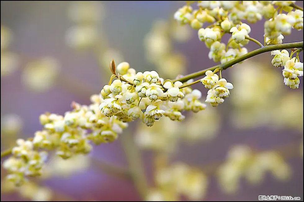 【春天，广西桂林灌阳县向您发出邀请！】米珠山前有片山苍子花在飘香 - 游山玩水 - 天水生活社区 - 天水28生活网 tianshui.28life.com
