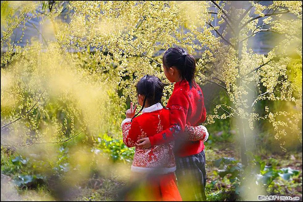 【春天，广西桂林灌阳县向您发出邀请！】米珠山前有片山苍子花在飘香 - 游山玩水 - 天水生活社区 - 天水28生活网 tianshui.28life.com