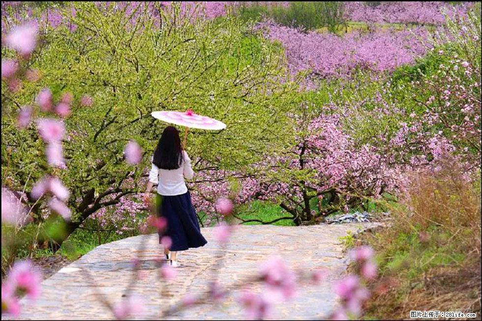 【春天,广西桂林灌阳县向您发出邀请!】官庄村有个醉美的桃花园 - 游山玩水 - 天水生活社区 - 天水28生活网 tianshui.28life.com