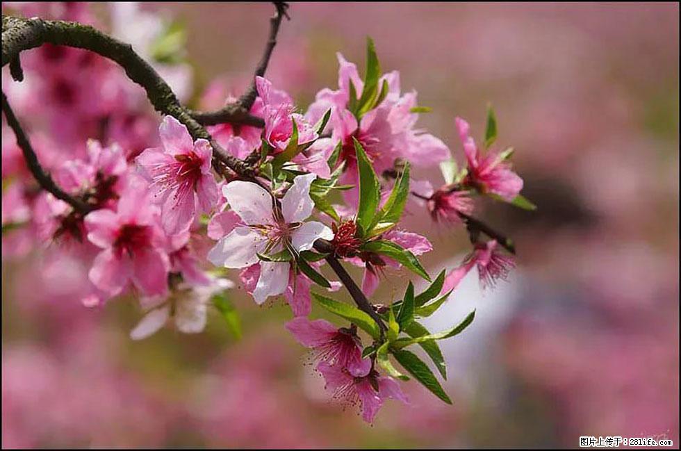 【春天,广西桂林灌阳县向您发出邀请!】官庄村有个醉美的桃花园 - 游山玩水 - 天水生活社区 - 天水28生活网 tianshui.28life.com