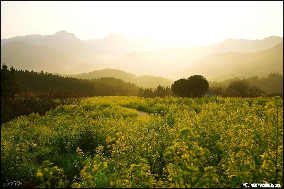 【春天,广西桂林灌阳县向您发出邀请!】长坪村油菜盛情花开 - 游山玩水 - 天水生活社区 - 天水28生活网 tianshui.28life.com