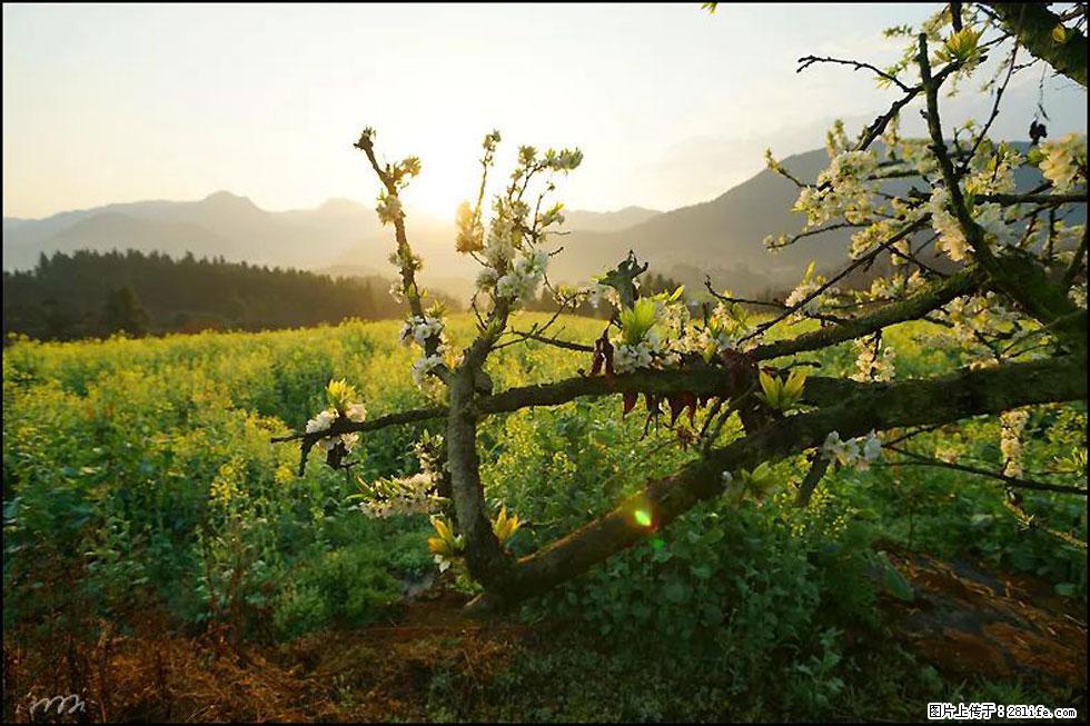 【春天,广西桂林灌阳县向您发出邀请!】长坪村油菜盛情花开 - 游山玩水 - 天水生活社区 - 天水28生活网 tianshui.28life.com