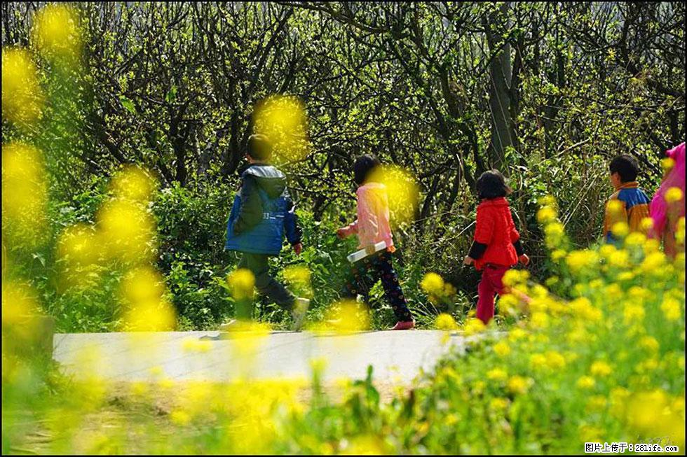 【春天,广西桂林灌阳县向您发出邀请!】长坪村油菜盛情花开 - 游山玩水 - 天水生活社区 - 天水28生活网 tianshui.28life.com