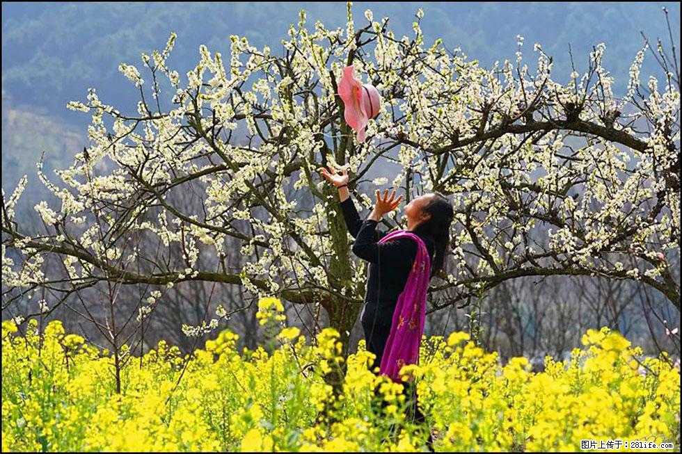 【春天,广西桂林灌阳县向您发出邀请!】长坪村油菜盛情花开 - 游山玩水 - 天水生活社区 - 天水28生活网 tianshui.28life.com