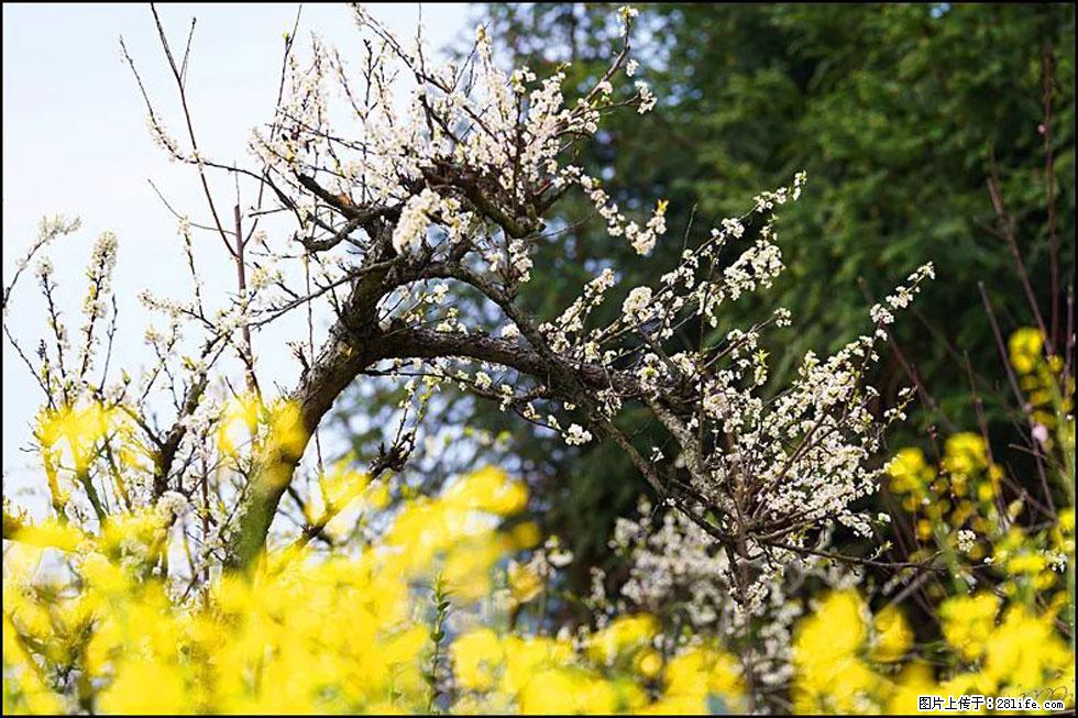 【春天,广西桂林灌阳县向您发出邀请!】长坪村油菜盛情花开 - 游山玩水 - 天水生活社区 - 天水28生活网 tianshui.28life.com
