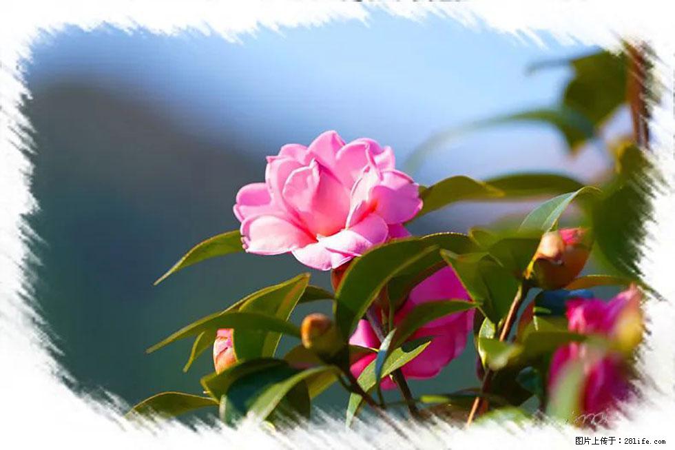 【春天,广西桂林灌阳县向您发出邀请!】杨柳井茶花惹人爱 - 游山玩水 - 天水生活社区 - 天水28生活网 tianshui.28life.com