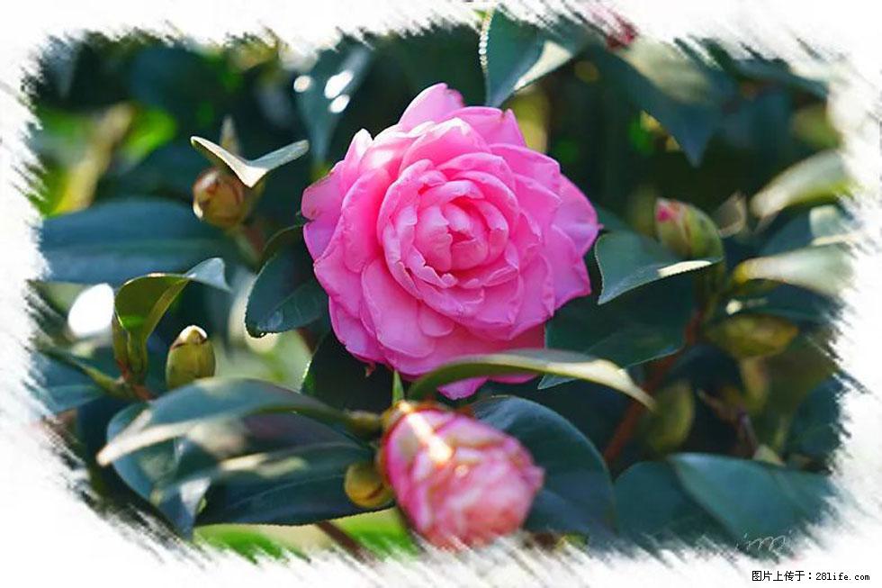 【春天,广西桂林灌阳县向您发出邀请!】杨柳井茶花惹人爱 - 游山玩水 - 天水生活社区 - 天水28生活网 tianshui.28life.com