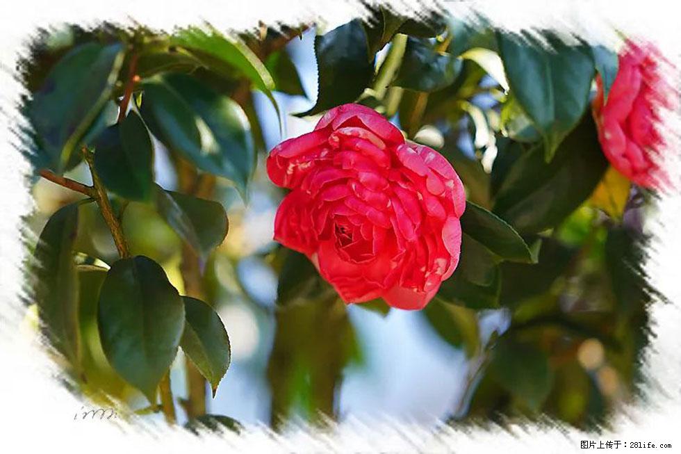 【春天,广西桂林灌阳县向您发出邀请!】杨柳井茶花惹人爱 - 游山玩水 - 天水生活社区 - 天水28生活网 tianshui.28life.com