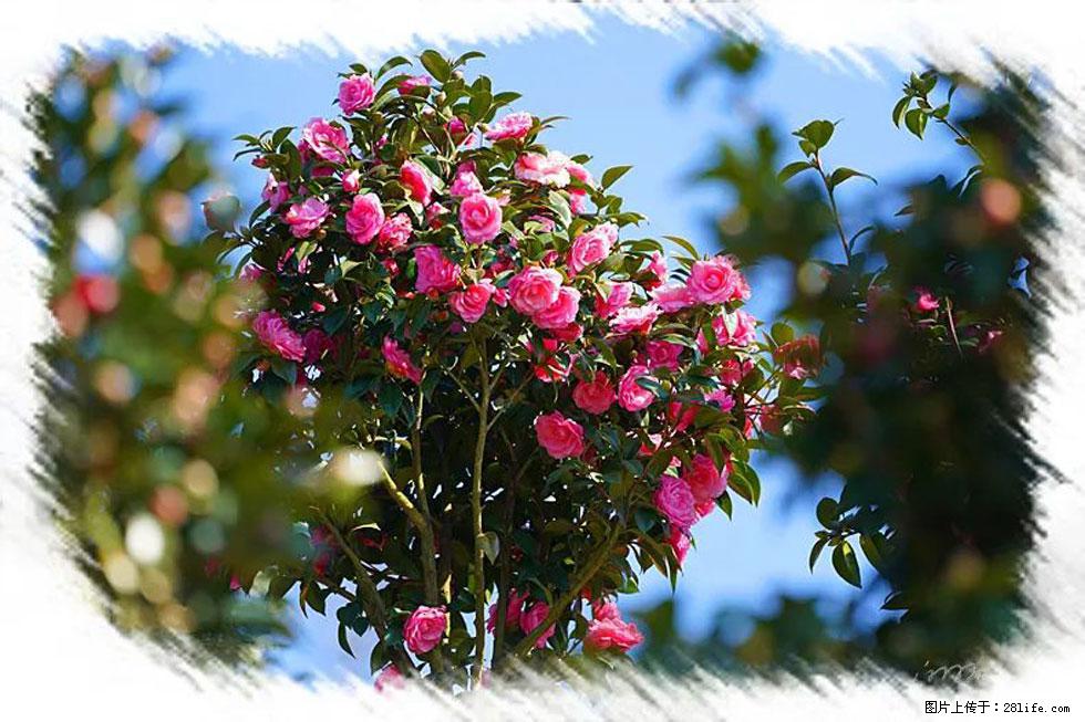 【春天,广西桂林灌阳县向您发出邀请!】杨柳井茶花惹人爱 - 游山玩水 - 天水生活社区 - 天水28生活网 tianshui.28life.com