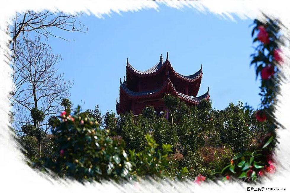 【春天,广西桂林灌阳县向您发出邀请!】杨柳井茶花惹人爱 - 游山玩水 - 天水生活社区 - 天水28生活网 tianshui.28life.com