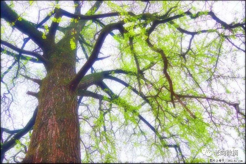 【春天,广西桂林灌阳县向您发出邀请!】在小龙村与春天约会 - 游山玩水 - 天水生活社区 - 天水28生活网 tianshui.28life.com