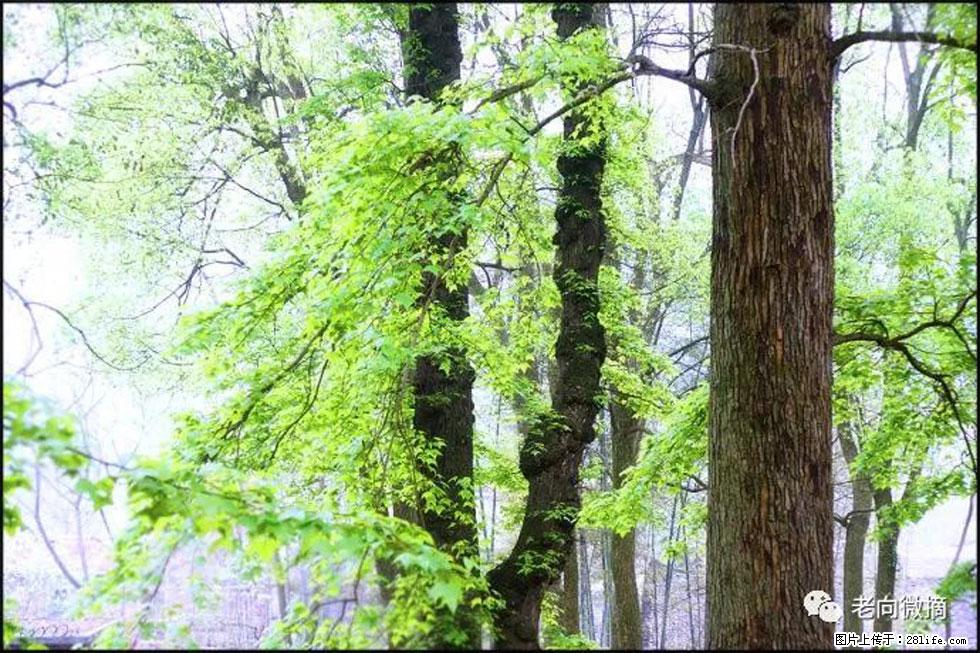 【春天,广西桂林灌阳县向您发出邀请!】在小龙村与春天约会 - 游山玩水 - 天水生活社区 - 天水28生活网 tianshui.28life.com