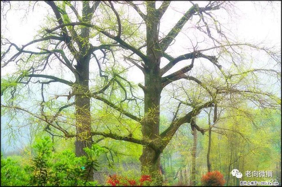 【春天,广西桂林灌阳县向您发出邀请!】在小龙村与春天约会 - 游山玩水 - 天水生活社区 - 天水28生活网 tianshui.28life.com