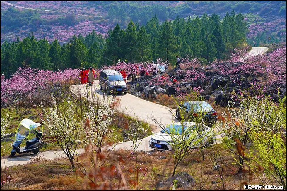 【春天，广西桂林灌阳县向您发出邀请！】望月岭上桃花开 - 游山玩水 - 天水生活社区 - 天水28生活网 tianshui.28life.com