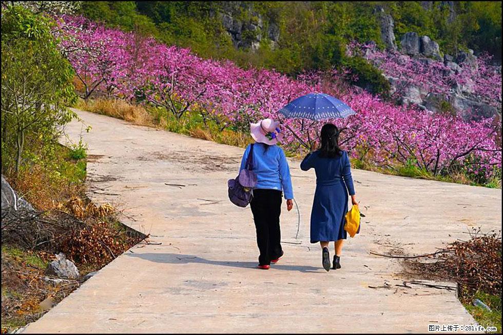 【春天，广西桂林灌阳县向您发出邀请！】望月岭上桃花开 - 游山玩水 - 天水生活社区 - 天水28生活网 tianshui.28life.com