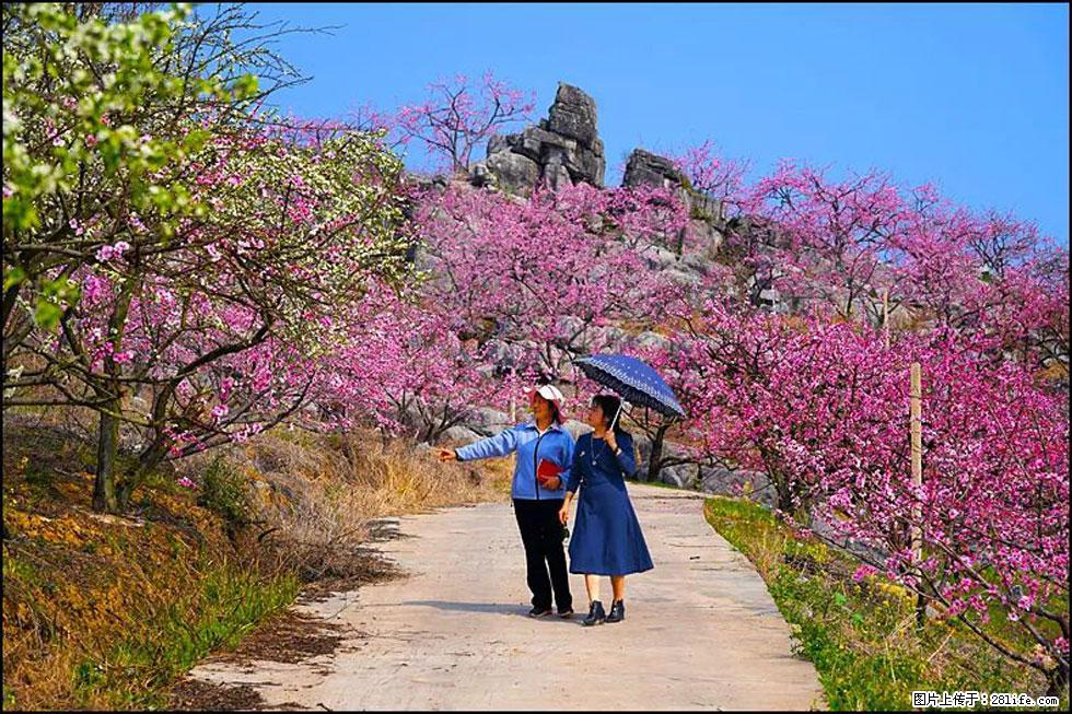 【春天，广西桂林灌阳县向您发出邀请！】望月岭上桃花开 - 游山玩水 - 天水生活社区 - 天水28生活网 tianshui.28life.com