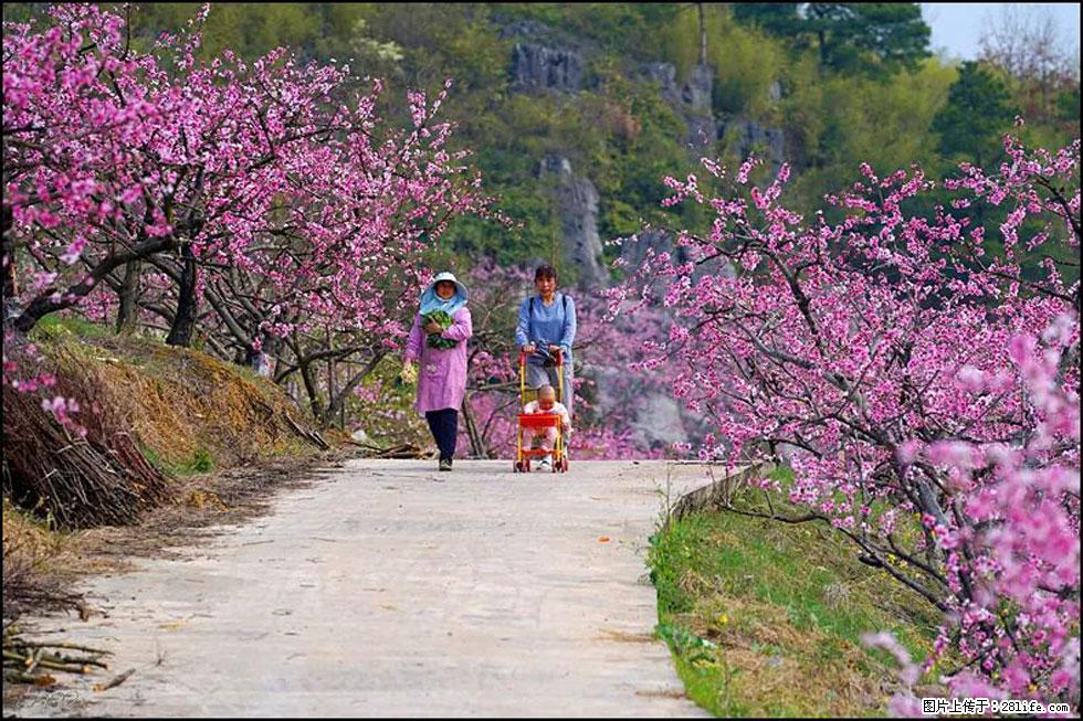 【春天，广西桂林灌阳县向您发出邀请！】望月岭上桃花开 - 游山玩水 - 天水生活社区 - 天水28生活网 tianshui.28life.com
