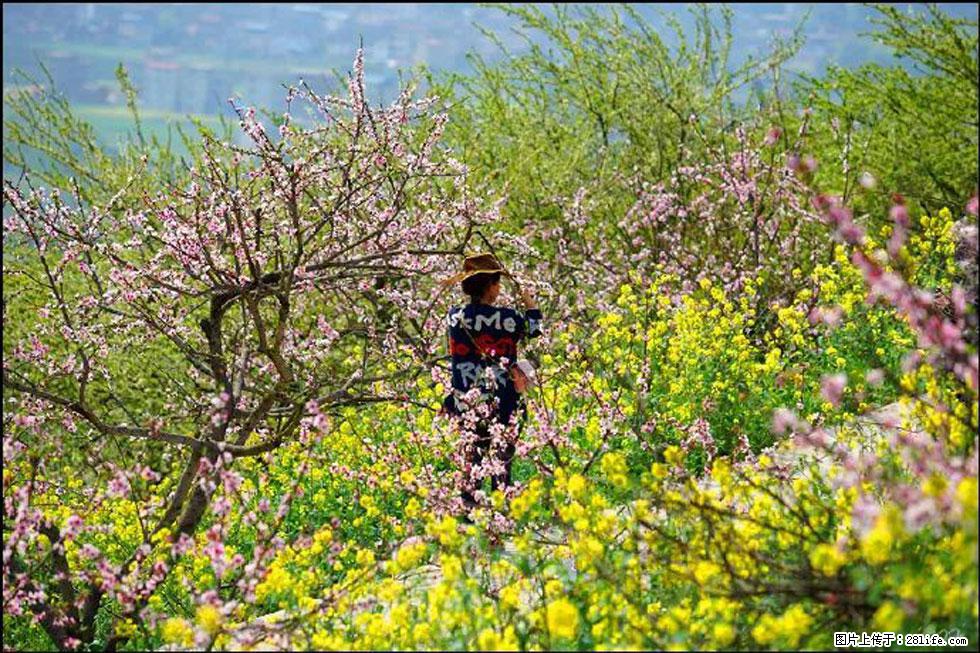 【春天，广西桂林灌阳县向您发出邀请！】望月岭上桃花开 - 游山玩水 - 天水生活社区 - 天水28生活网 tianshui.28life.com