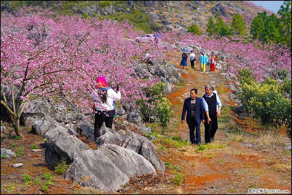 【春天，广西桂林灌阳县向您发出邀请！】望月岭上桃花开 - 游山玩水 - 天水生活社区 - 天水28生活网 tianshui.28life.com