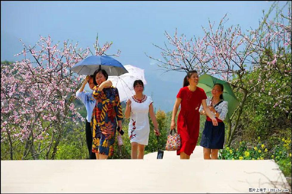 【春天，广西桂林灌阳县向您发出邀请！】望月岭上桃花开 - 游山玩水 - 天水生活社区 - 天水28生活网 tianshui.28life.com
