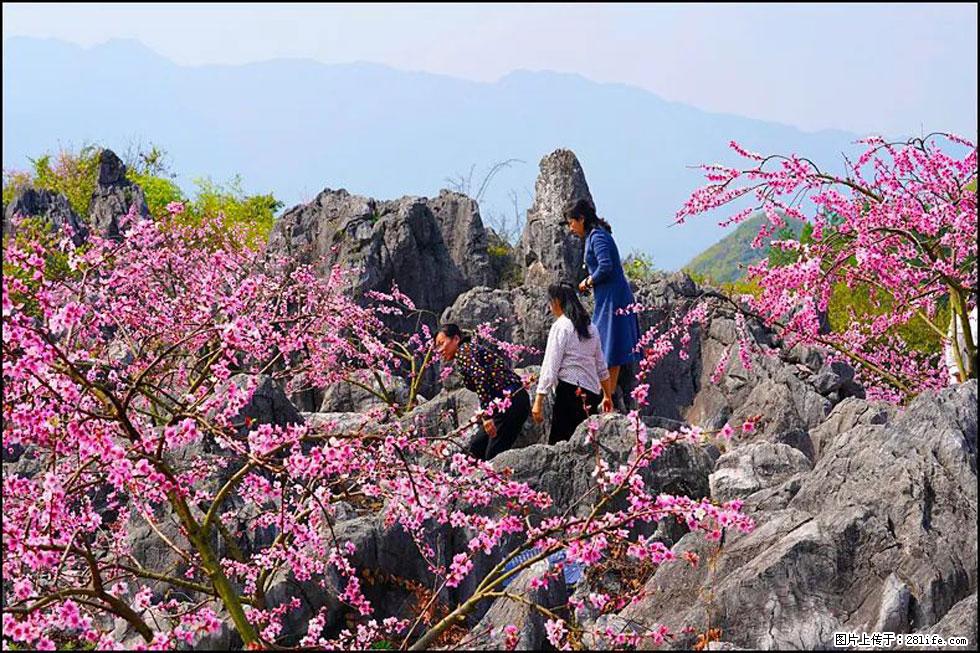 【春天，广西桂林灌阳县向您发出邀请！】望月岭上桃花开 - 游山玩水 - 天水生活社区 - 天水28生活网 tianshui.28life.com