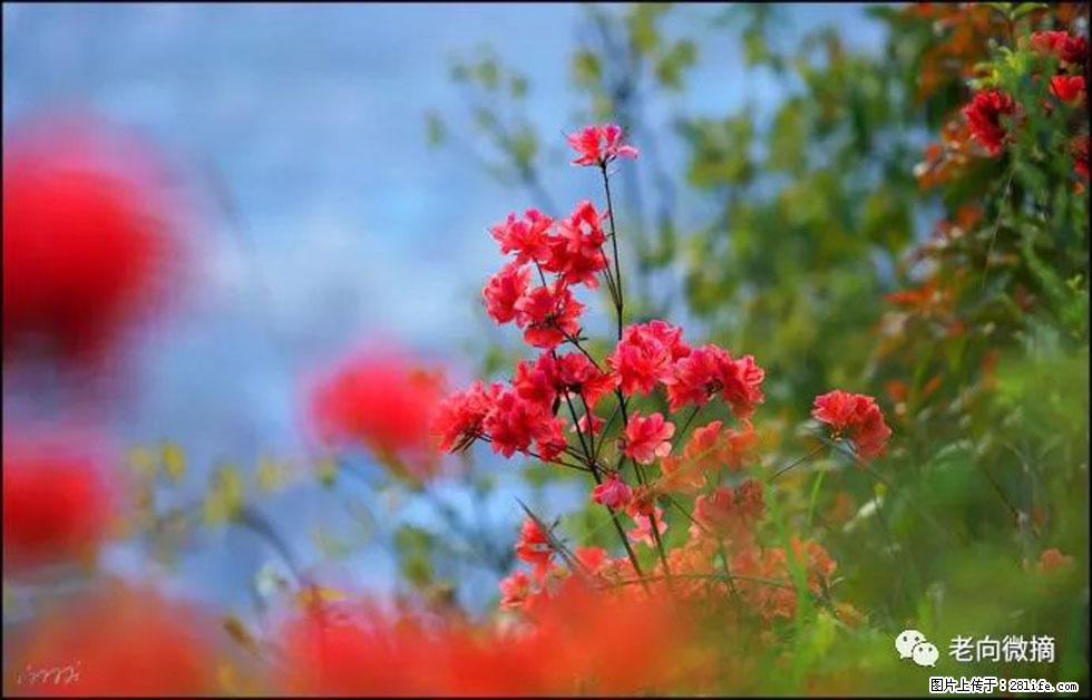 【春天，广西桂林灌阳县向您发出邀请！】登麒麟山，相约映山红 - 游山玩水 - 天水生活社区 - 天水28生活网 tianshui.28life.com