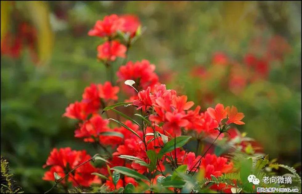 【春天，广西桂林灌阳县向您发出邀请！】登麒麟山，相约映山红 - 游山玩水 - 天水生活社区 - 天水28生活网 tianshui.28life.com