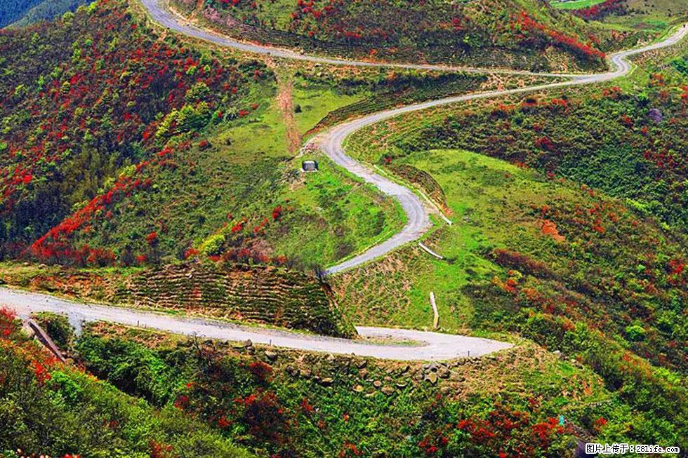 【春天,广西桂林灌阳县向您发出邀请!】春木界上映山红 - 游山玩水 - 天水生活社区 - 天水28生活网 tianshui.28life.com