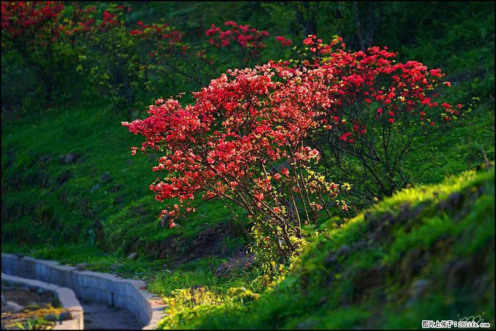 【春天,广西桂林灌阳县向您发出邀请!】春木界上映山红 - 游山玩水 - 天水生活社区 - 天水28生活网 tianshui.28life.com