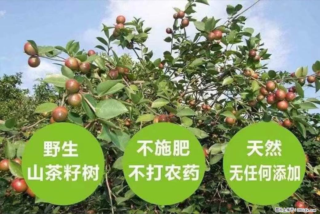 【灌阳县油茶产业示范区】一个有着充实的精神生活的人，对待身外之物自会有一种淡泊的态度 - 美食天地 - 天水生活社区 - 天水28生活网 tianshui.28life.com