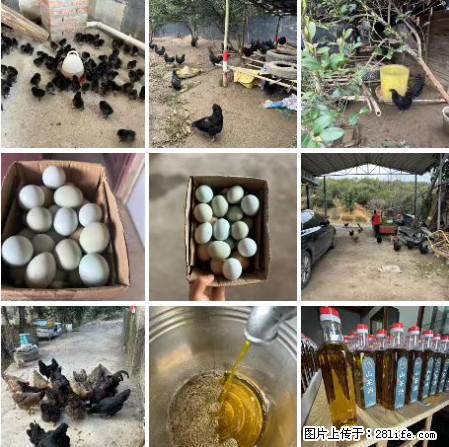 油茶园从小鸡仔开始养起的纯土鸡、土鸡蛋可以预定啦!还有前几天刚榨的纯山茶油哦 - 土特产 - 饮食特产 - 天水分类信息 - 天水28生活网 tianshui.28life.com
