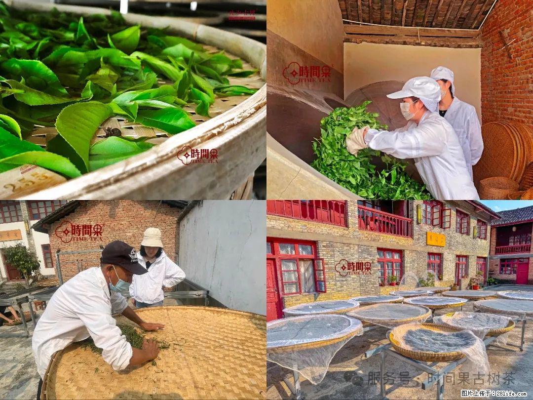 时间果百年古树龙珠普洱生茶 - 购物交流 - 天水生活社区 - 天水28生活网 tianshui.28life.com