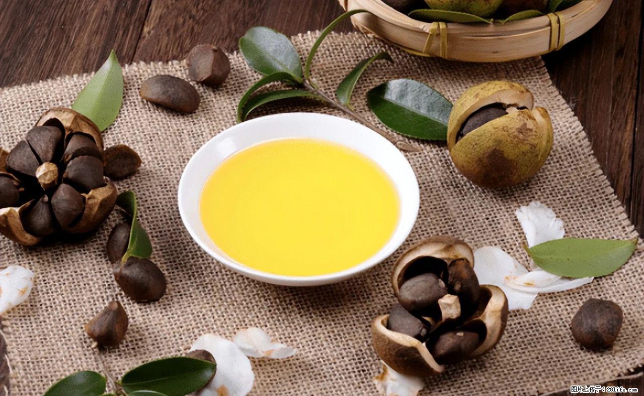 揭秘茶油的5大核心营养成分！被称为人体健康的“守护盾”！ - 天水生活资讯 - 天水28生活网 tianshui.28life.com