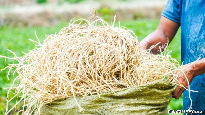 堪称“最难吃”的蔬菜，却是 “抗辐射神器”，还能护肺、清热、止咳化痰！ - 天水生活资讯 - 天水28生活网 tianshui.28life.com