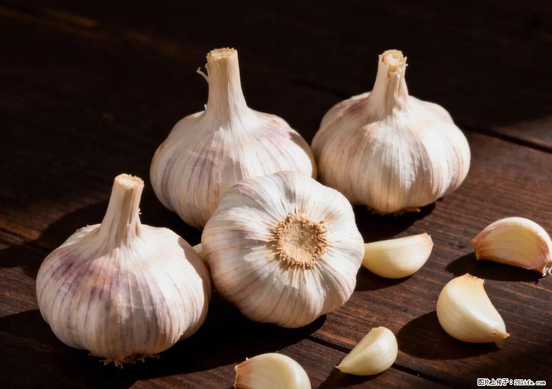 关于大蒜，除了“天然抗生素”，这4个谣言更该警惕! - 天水生活资讯 - 天水28生活网 tianshui.28life.com