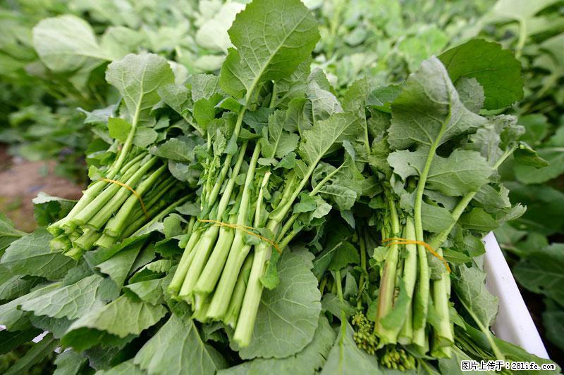 这些蔬菜是“天然钙片”，这6种被医生重点推荐 - 天水生活资讯 - 天水28生活网 tianshui.28life.com